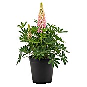 Piardino Lupine (Lupinus) | BAUHAUS