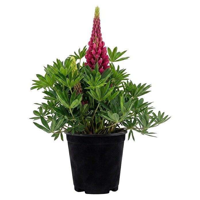 Piardino Lupine (Lupinus) | BAUHAUS