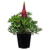 Piardino Lupine (Lupinus) | BAUHAUS