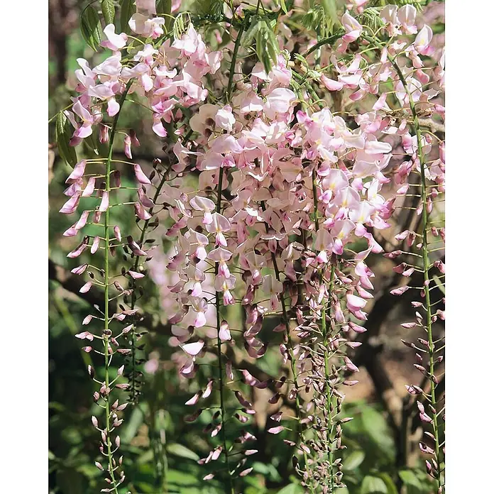 Pflanzen für dich Blauregen 60-100 cm - Wisteria brachybotrys 'Shiro Beni', Rosa - Kaskadierende rosa und hellviolette Glyzinienblüten hängen in dichten Trauben, einige Knospen sind sichtbar.