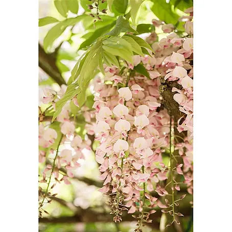 Pflanzen für dich  Blauregen 60-100 cm