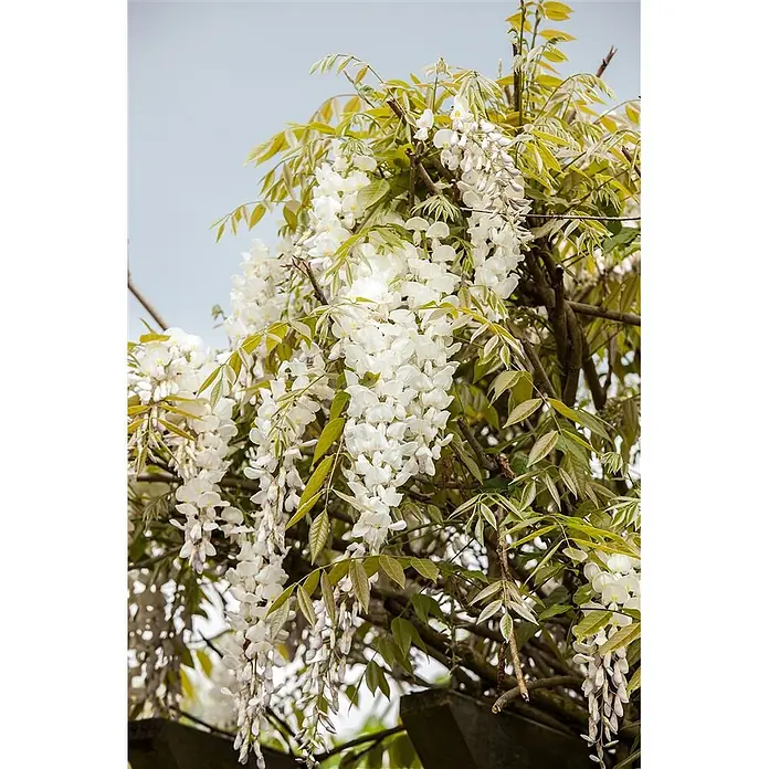 Pflanzen für dich Blauregen 60-100 cm - Wisteria sinensis 'Alba', Weiß - Weiße Glyzinienblüten hängen an einer Ranke mit frischen grünen Blättern vor hellem Himmel.