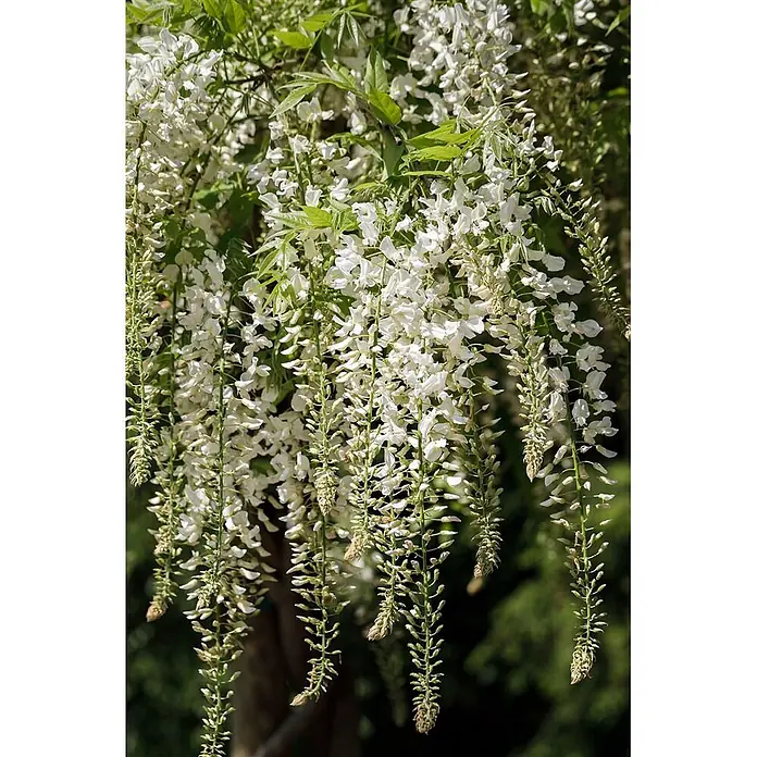 Pflanzen für dich Blauregen 60-100 cm - Wisteria sinensis 'Alba', Weiß - Nahaufnahme von weißen Glyzinienblüten, die in voller Blüte herabhängen.