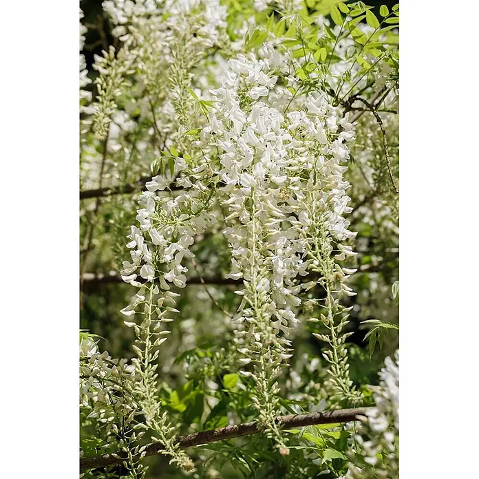 Pflanzen für dich Blauregen 60-100 cm - Wisteria sinensis 'Alba', Weiß - Weiße Glyzinienblüten hängen in langen Trauben zwischen grünen Blättern.