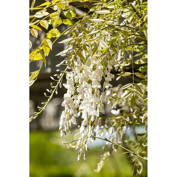 Pflanzen für dich Blauregen 60-100 cm - Wisteria sinensis 'Alba', Weiß - Herabhängende weiße Glyzinienblüten mit frischen grünen und gelben Blättern.