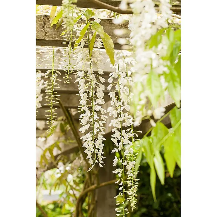 Pflanzen für dich Blauregen 40-60 cm - Wisteria sinensis 'Alba', Weiß - Weiße Glyzinienblüten hängen von einer Holzpergola.