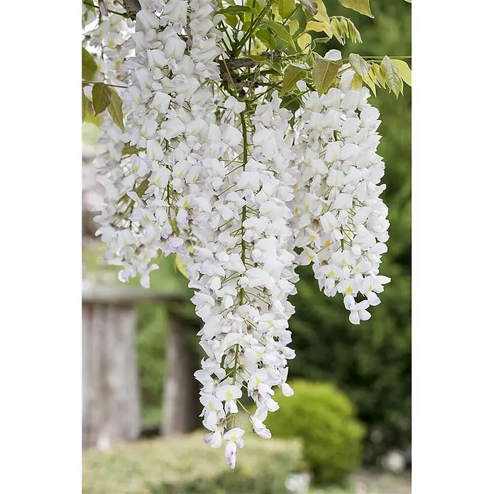 Pflanzen für dich Blauregen 60-100 cm - Wisteria sinensis 'Alba', Weiß - Kaskadierende Trauben weißer Glyzinienblüten mit zarten lila und gelben Akzenten.