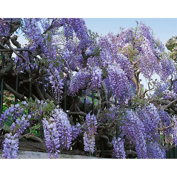 Pflanzen für dich Blauregen 60-100 cm - Wisteria sinensis 'Prolific', Lila - Üppige lila Glyzinienblüten und holzige Ranken bedecken anmutig einen dunklen Metallzaun.