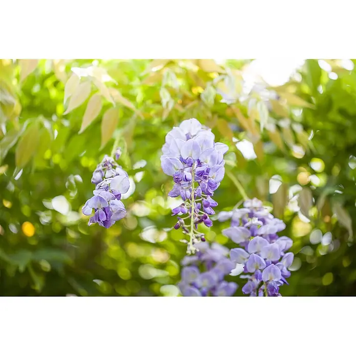 Pflanzen für dich Blauregen 60-100 cm - Wisteria sinensis, Violett - Lilafarbene Glyzinienblüten hängen zwischen grünem Laub.