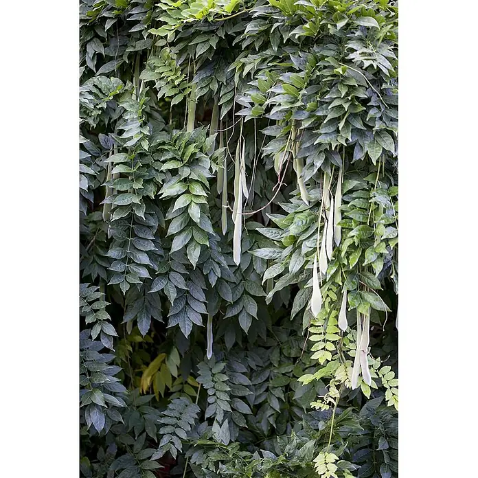 Pflanzen für dich Blauregen 60-100 cm - Wisteria sinensis, Violett - Dichtes Glyzinienlaub mit dunkelgrünen Blättern und zahlreichen langen, hellgrünen Samenkapseln, die vertikal hängen.