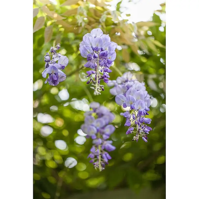Pflanzen für dich Blauregen 60-100 cm - Wisteria sinensis, Violett - Lila Glyzinienblüten hängen an Ranken inmitten verschwommener grüner Blätter.