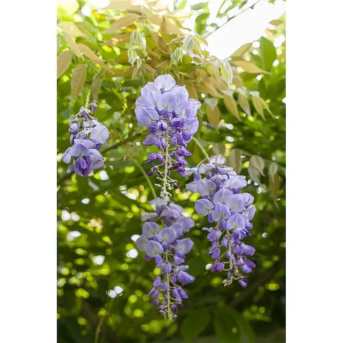 Pflanzen für dich Blauregen 60-100 cm - Wisteria sinensis, Violett - Herabhängende Trauben violetter Glyzinienblüten inmitten üppiger grüner Blätter.