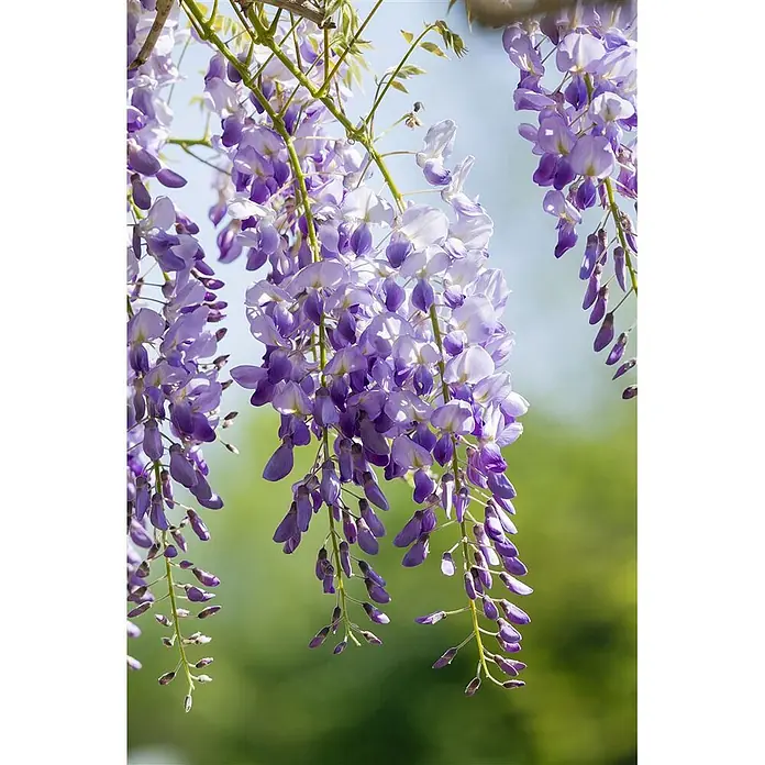 Pflanzen für dich Blauregen 60-100 cm - Wisteria sinensis, Violett - Herabhängende lila Glyzinienblüten an grünen Ranken.