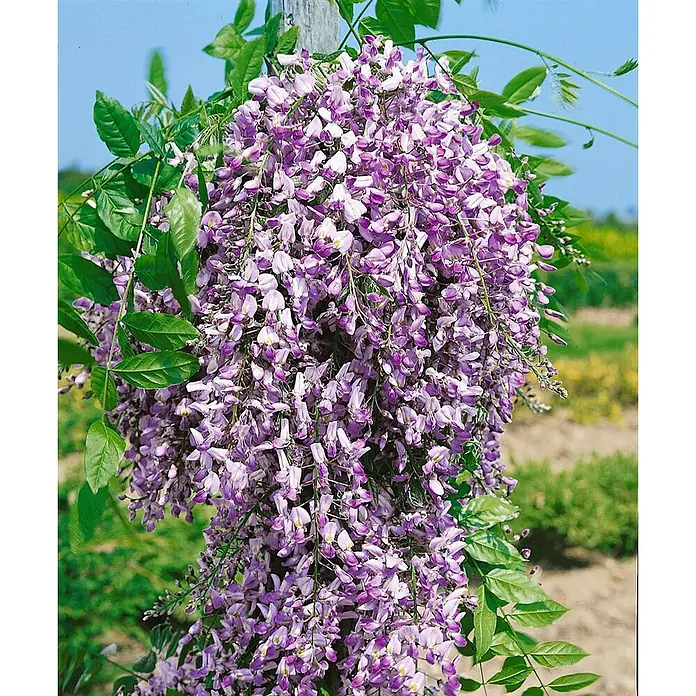 Pflanzen für dich Blauregen 60-100 cm - Wisteria floribunda 'Domino/Issai', Lila - Eine Glyzinienpflanze mit üppigen Kaskaden aus lila und fliederfarbenen Blüten, die an einem Holzpfahl emporrankt.