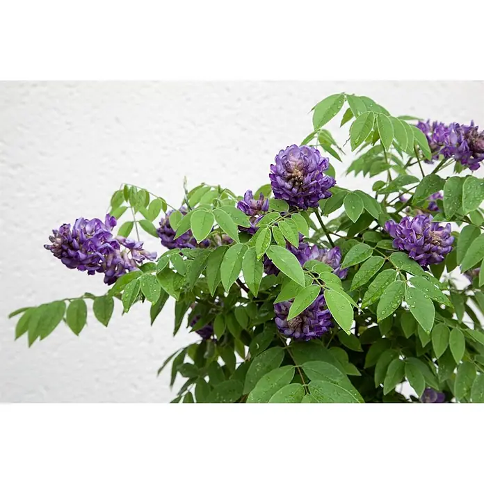 Pflanzen für dich Blauregen 40-60 cm - Wisteria sinensis 'Longwood Purple', Violett - Lebhafte lila Blüten und frische grüne Blätter einer Pflanze, mit Wassertropfen.