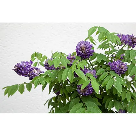 Pflanzen für dich  Blauregen 60-100 cm