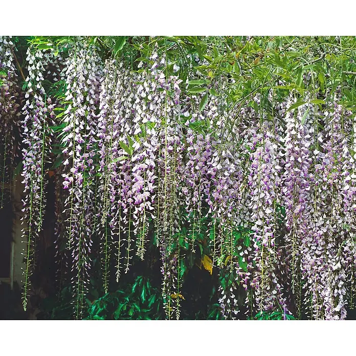 Pflanzen für dich Blauregen 60-100 cm - Wisteria floribunda 'Macrobotrys', Lila - Üppige Kaskaden lila-weißer Glyzinienblüten hängen an grünem Laub.