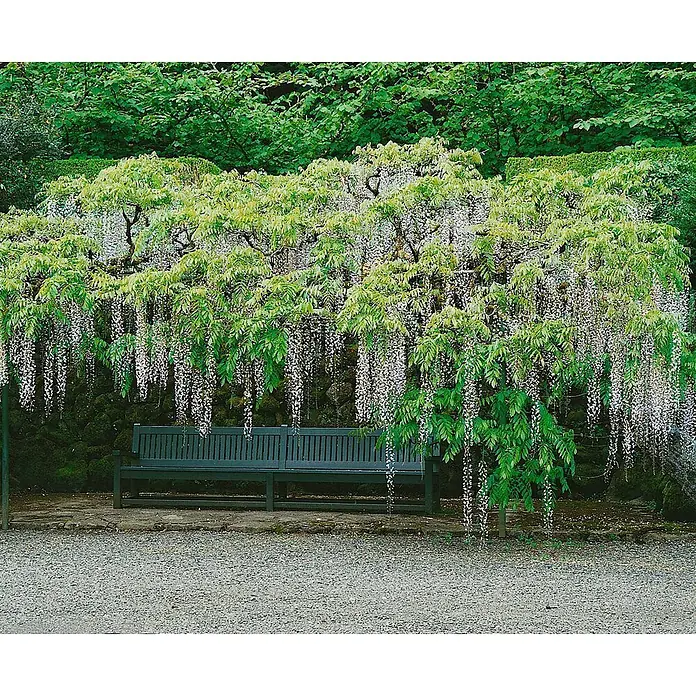 Pflanzen für dich Blauregen 60-100 cm - Wisteria floribunda 'Macrobotrys', Lila - Eine dunkelgrüne Holzbank steht unter einer schönen weißen Glyzinien-Pergola in einem üppigen Garten.