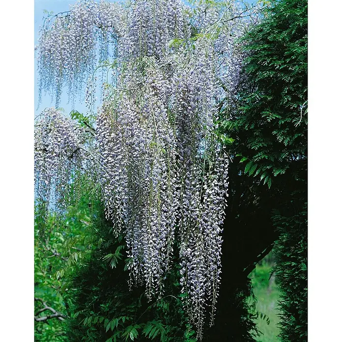 Pflanzen für dich Blauregen 60-100 cm - Wisteria floribunda 'Macrobotrys', Lila - Üppige Glyzinie mit herabhängenden hellvioletten Blütenrispen, reichlich blühend vor grünem und blauem Hintergrund.