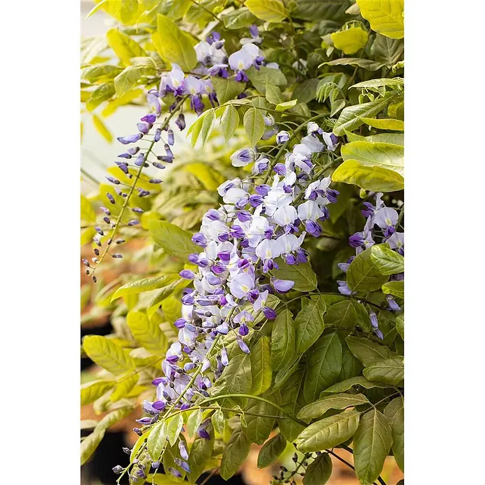 Pflanzen für dich Blauregen 60-100 cm - Wisteria floribunda 'Macrobotrys', Lila - Herabhängende lila-weiße Glyzinienblüten mit grünen Blättern.
