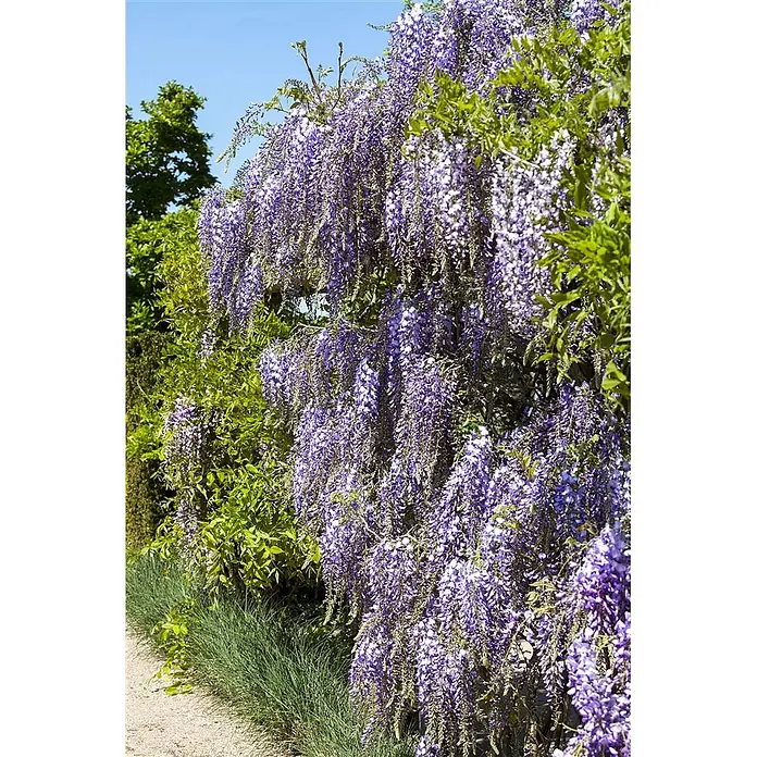 Pflanzen für dich Blauregen 40-60 cm - Wisteria floribunda, Violett - Blühende Glyzinienrebe mit üppigen violetten Blüten, die über grünes Laub fallen.