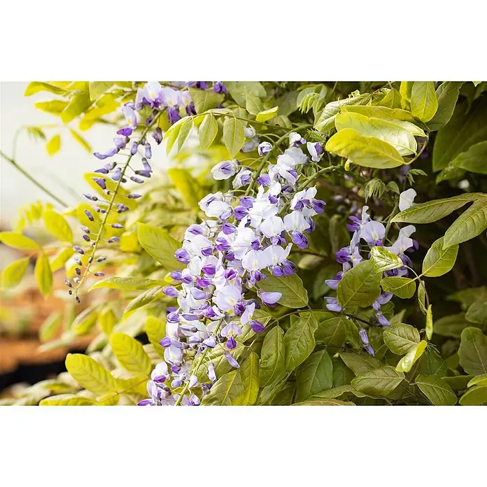 Pflanzen für dich Blauregen 60-100 cm - Wisteria floribunda 'Macrobotrys', Lila - Hängende Trauben violetter und weißer Glyzinienblüten mit grünen Blättern.