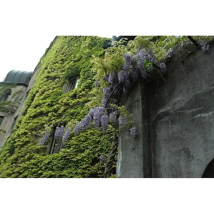 Pflanzen für dich Blauregen 40-60 cm - Wisteria floribunda, Violett - Gebäudefassade mit üppigem grünen Efeu und herabhängenden lila Glyzinienblüten an einer grauen Betonwand.
