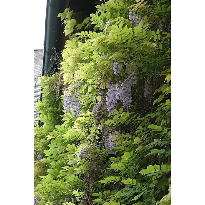 Pflanzen für dich Blauregen 40-60 cm - Wisteria floribunda, Violett - Glyzinienranke mit hängenden lila Blüten und lebhaften grünen und gelblichen Blättern an einer Gebäudewand.