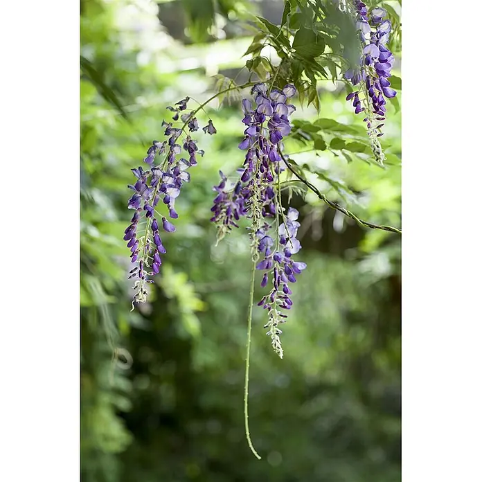 Pflanzen für dich Blauregen 40-60 cm - Wisteria floribunda, Violett - Nahaufnahme von leuchtend lila Glyzinienblüten, die von einem Ast herabhängen.