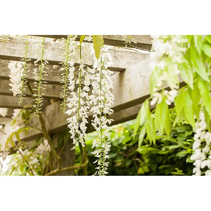 Pflanzen für dich Blauregen 40-60 cm - Wisteria floribunda, Violett - Weiße Glyzinienblüten hängen in langen Trauben von einer Holzpergola.