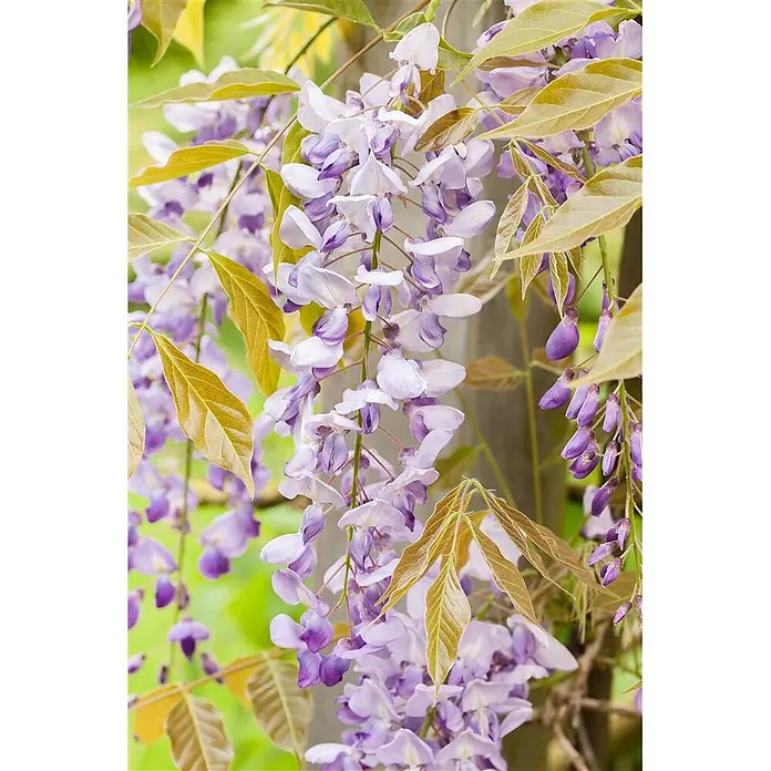 Pflanzen für dich Blauregen 40-60 cm - Wisteria floribunda, Violett - Nahaufnahme leuchtend lila Wisterienblüten, die zwischen goldgelben Blättern herabhängen.