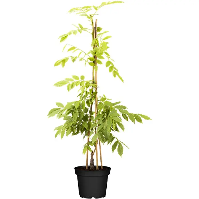 Pflanzen für dich Blauregen 60-100 cm - Wisteria sinensis 'Alba', Weiß - Topfpflanze mit grünen Blättern und Bambus-Stützstäben in einem schwarzen Topf.