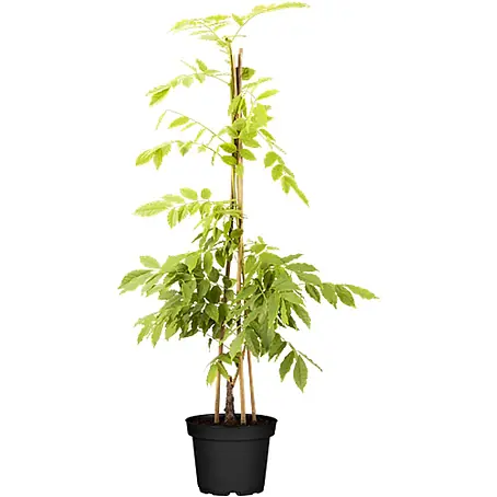 Pflanzen für dich  Blauregen 60-100 cm