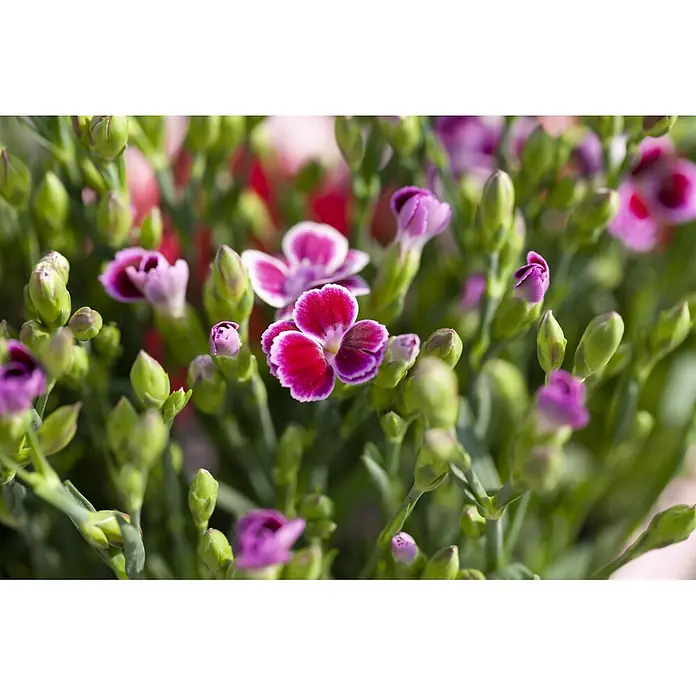 Piardino Gartennelke - Dianthus caryophyllus 'Pink Kisses', Topfgröße: 14 cm, Rosa - Nahaufnahme von leuchtenden magenta-rosa Mininelkenblüten mit vielen grünen Knospen, die eine üppige Blütenpracht bilden.