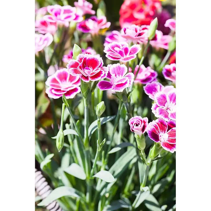 Piardino Gartennelke - Dianthus caryophyllus 'Pink Kisses', Topfgröße: 14 cm, Rosa - Rosa-weiße Nelken blühend mit grünen Stielen und Knospen.