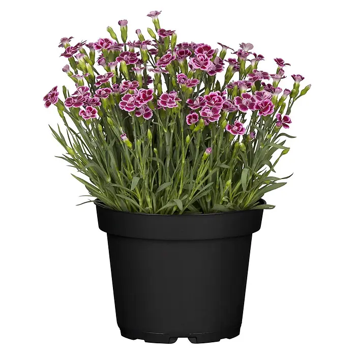 Piardino Gartennelke - Dianthus caryophyllus 'Pink Kisses', Topfgröße: 14 cm, Rosa - Topfpflanze mit grünen Blättern und zahlreichen kleinen rosa-violetten Blüten in einem schwarzen Topf.