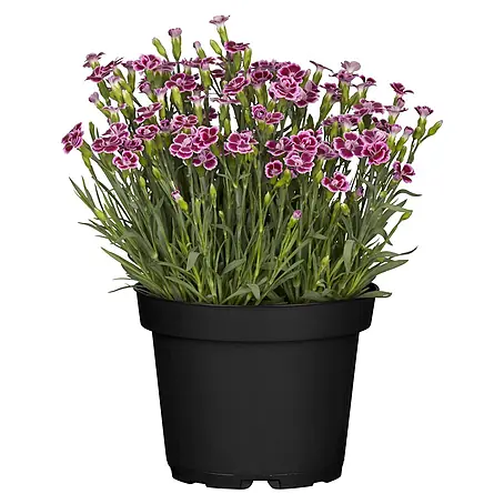 Piardino  Gartennelke
