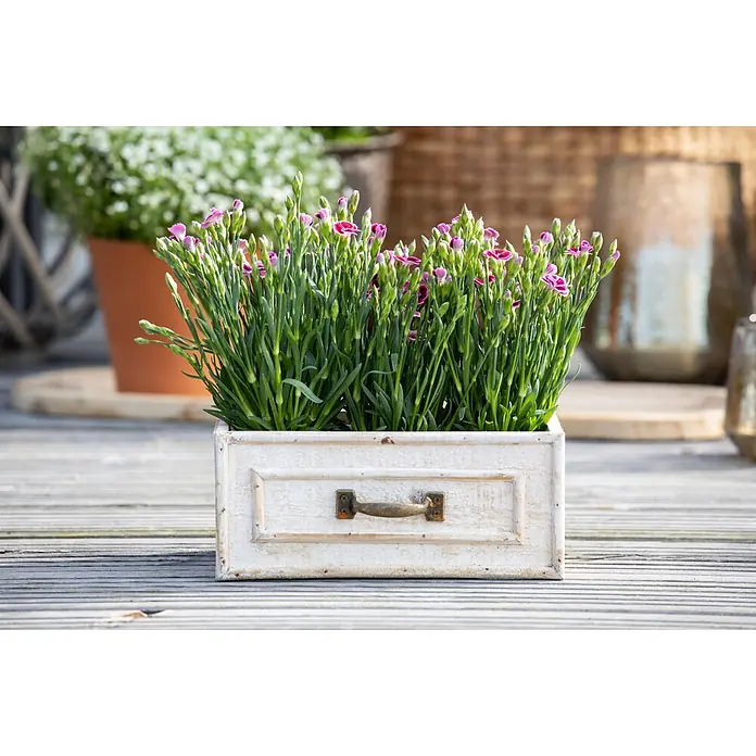 Piardino Gartennelke - Dianthus caryophyllus 'Pink Kisses', Topfgröße: 14 cm, Rosa - Kleine pink-violette Blumen in einem weiß gekalkten Holzkasten mit Messinggriff, auf einer Holzterrasse.