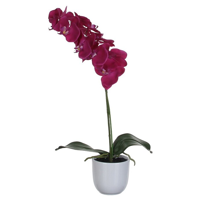 Kunstblume Phalaenopsis (Höhe: 60 cm, Blütenfarbe: Crema, Grün) | BAUHAUS