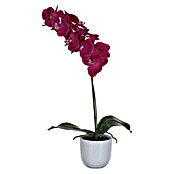Kunstblume Phalaenopsis (Höhe: 60 cm, Blütenfarbe: Crema, Grün) | BAUHAUS