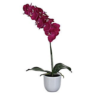 Kunstblume Phalaenopsis (Höhe: 60 cm, Blütenfarbe: Crema, Grün)