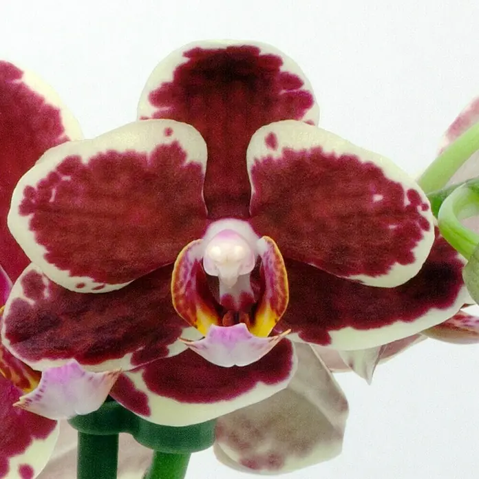 Piardino Orquídea mariposa - Phalaenopsis Hybride Multiflora, Tamaño de maceta: 12 cm, Amarillo, Número de brotes: 2 ud., En posición vertical - Primer plano de una orquídea Phalaenopsis de dos tonos con pétalos burdeos y crema que muestran su belleza única.
