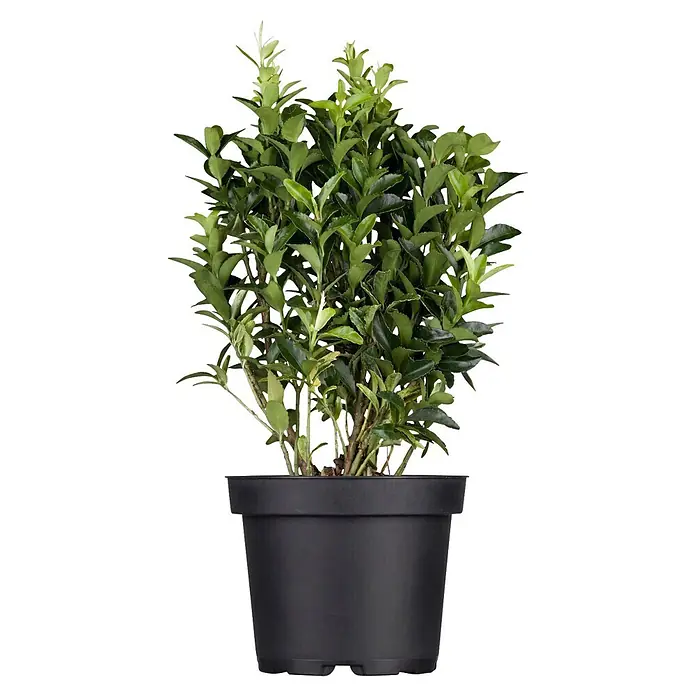 Piardino Spindelstrauch - Euonymus japonicus, Artenabhängig - Eine grüne Blattpflanze in einem schwarzen Kunststofftopf.