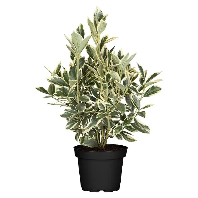 Piardino Spindelstrauch - Euonymus japonicus, Artenabhängig - Eine panaschierte grün-weiße Pflanze in einem einfachen schwarzen Plastiktopf.