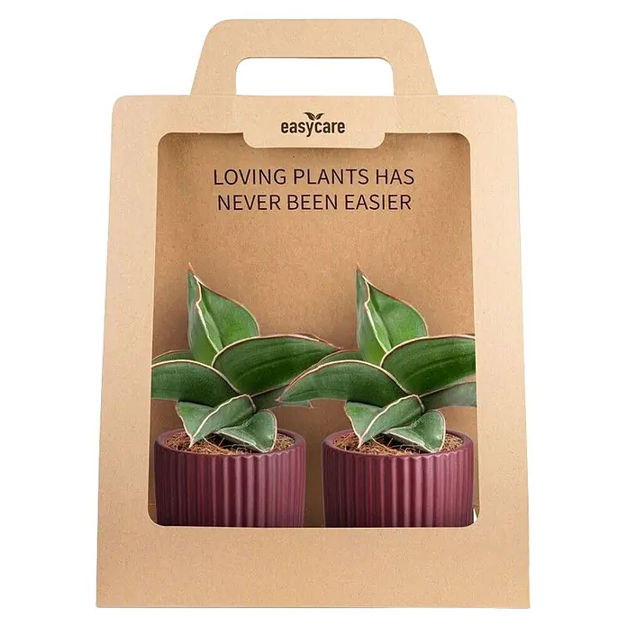Piardino Sukkulenten in Nordi Keramik - Succulenten Hybriden, Topfgröße: 7 cm - Zwei kleine Grünpflanzen in gerippten lila Töpfen, verpackt in einer braunen Geschenkbox mit Sichtfenster. Easycare-Marke.