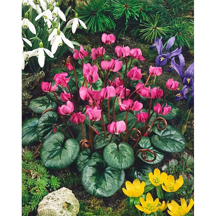 Pflanzen für dich Alpenveilchen 9x9 cm Topf - Cyclamen coum - Frühlingsgarten mit rosa Alpenveilchen, weißen Schneeglöckchen, lila Schwertlilien und gelben Winterlingen.