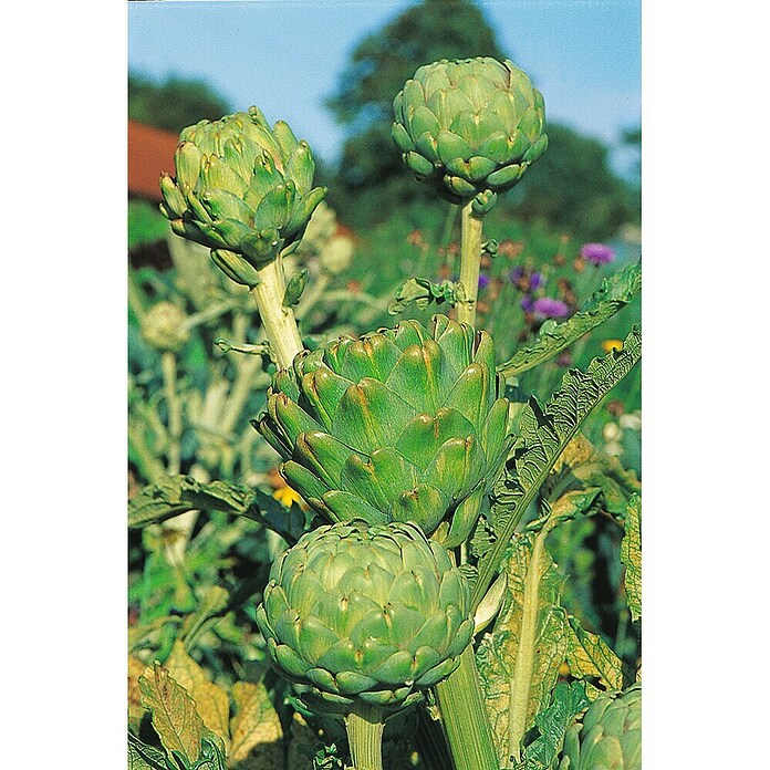 Piardino Artischocke (Cynara scolymus, 14 cm) | BAUHAUS