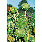 Piardino Artischocke (Cynara scolymus, 14 cm) | BAUHAUS