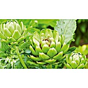 Piardino Artischocke (Cynara scolymus, 14 cm) | BAUHAUS