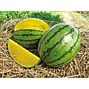 Piardino Wassermelone (Citrullus lanatus, Topfgröße: 14 cm) | BAUHAUS